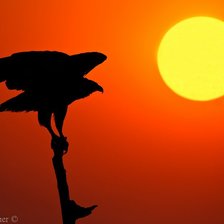 Схема вышивки «царь»