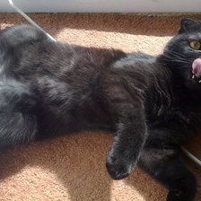 Схема вышивки «Тимоша»