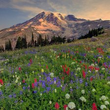 Схема вышивки «586»