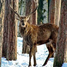Схема вышивки «Олень»