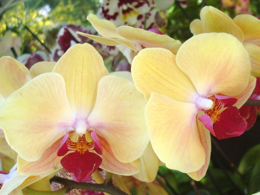 орхид - оригинал