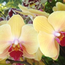 Схема вышивки «орхид»