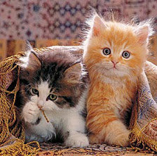 Схема вышивки «Котята»