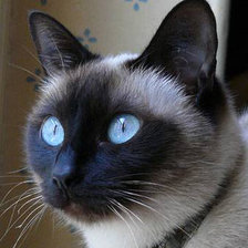 Схема вышивки «сиам»