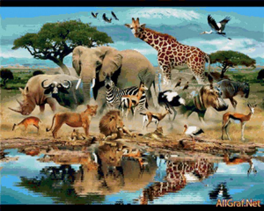 фауна африки - животные - предпросмотр