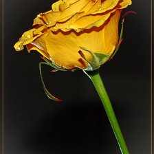 Схема вышивки «№77088»