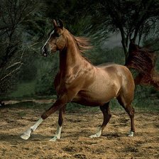 Схема вышивки «№77091»