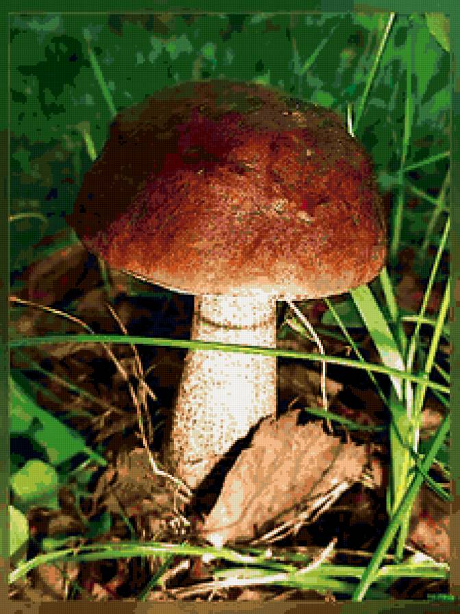 №77096 - природа, грибы - предпросмотр