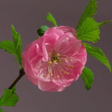 Схема вышивки «Луизиания»