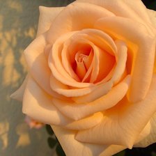 Схема вышивки «№77105»