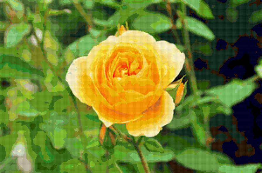 №77112 - цветок, цветы, роза, розы - предпросмотр