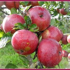 Схема вышивки «№77114»