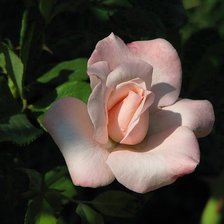 Схема вышивки «№77116»