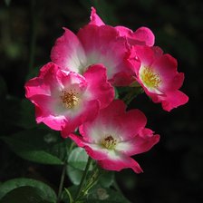 Схема вышивки «№77120»