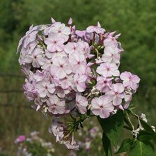 Схема вышивки «флоксы»