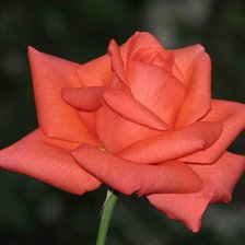 Схема вышивки «№77125»