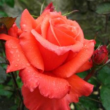 Схема вышивки «№77128»