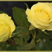 Схема вышивки «№77131»