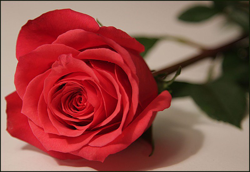 №77134 - цветок, розы, роза, цветы - оригинал