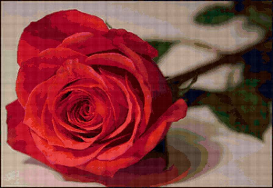 №77134 - розы, цветок, цветы, роза - предпросмотр