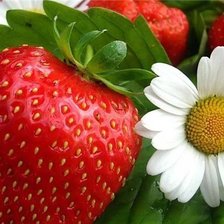 Схема вышивки «№77141»