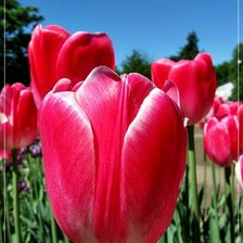 Схема вышивки «№77151»