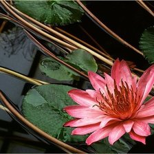 Схема вышивки «№77207»