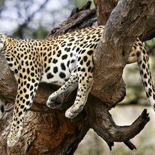 Схема вышивки «леопард»