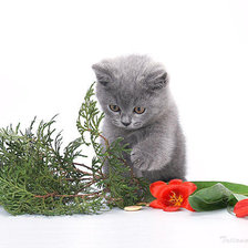 Схема вышивки «серия "животные"»