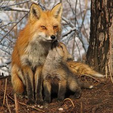 Схема вышивки «серия "животные"»