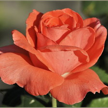 Схема вышивки «Роза»