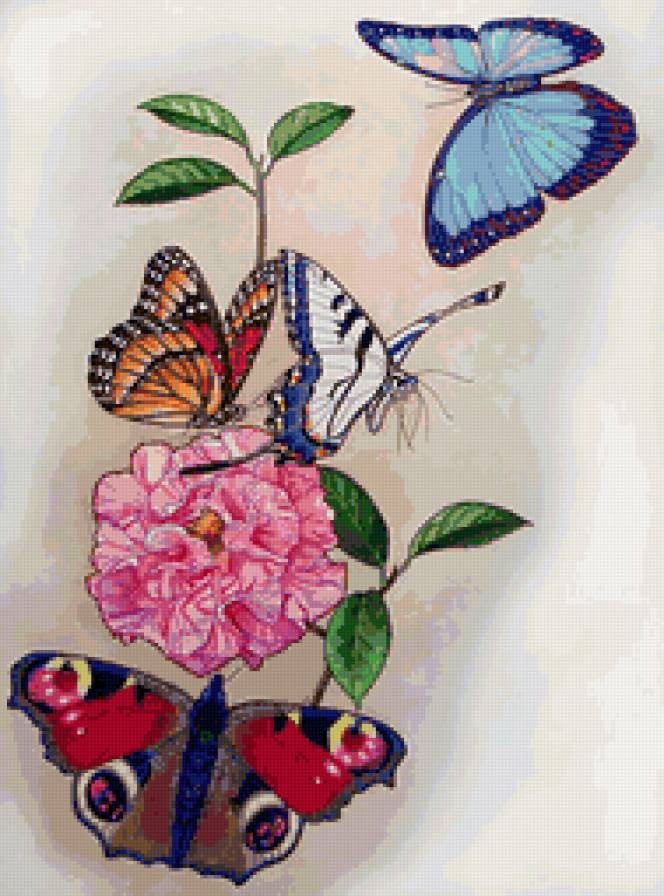 №77482 - бабочки, насекомые, цветок - предпросмотр