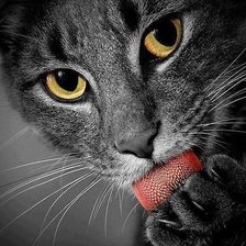 Схема вышивки «киса»