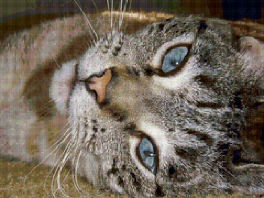 киса - киса - предпросмотр