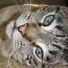 Схема вышивки «киса»