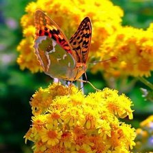 Схема вышивки «бабочка»