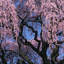 Схема вышивки «Природа»