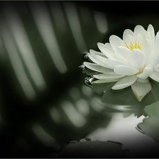 Схема вышивки «цветок»