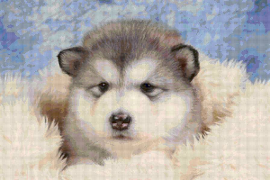 Красивый,милый щеночек) - щенок, щеночек, домашние животные, питомцы, собачка - предпросмотр