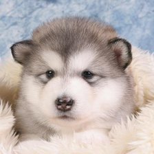 Схема вышивки «Красивый,милый щеночек)»