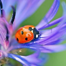 Схема вышивки «Солнышко»