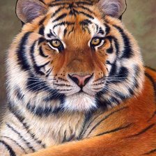 Схема вышивки «Тигр»