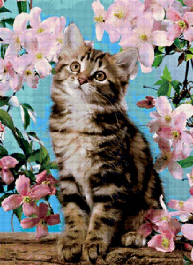 милый котик - котенок - предпросмотр