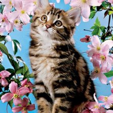 Схема вышивки «милый котик»