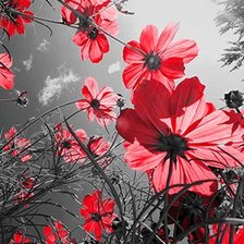 Схема вышивки «Красные цветы»