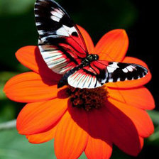 Схема вышивки «бабочка на гербере»