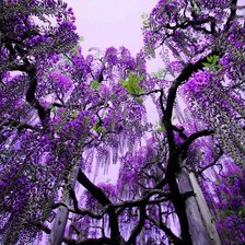 Схема вышивки «екзотичные деревья»