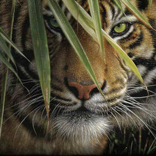 Схема вышивки «тигр в траве»