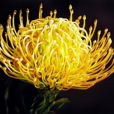 Схема вышивки «№78325»