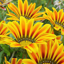 Схема вышивки «Три цвета лета»